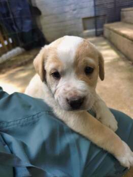 Rottweiler and German Shepherd Dog Dogs Available for Adoption in Wake Forest, North Carolina - Mardi | PetCurious