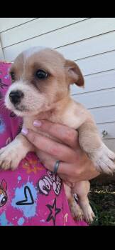 Chihuahua and Rat Terrier Dogs Available for Adoption in Armada, Michigan - Folding Chair | PetCurious