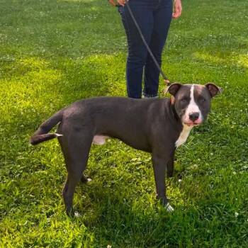 Tike -  Mixed Breed Dog for Adoption in Edwardsville, Illinois - Tike | PetCurious