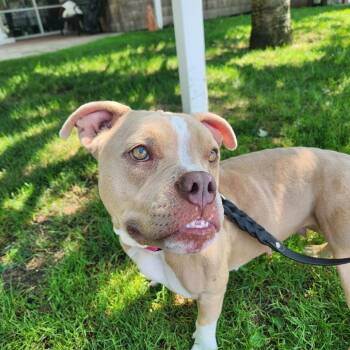 Waffle -  Mixed Breed Dog for Adoption in Hampton Bays, New York - Waffle | PetCurious