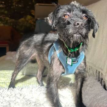Rescue Terrier Dogs for Adoption in San Francisco, California - Murph 13500 | PetCurious