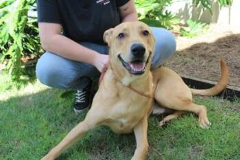 Bravo -  Labrador Retriever and Mixed Breed Dog for Adoption in Brunswick, Georgia - Bravo | PetCurious