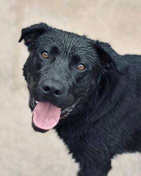 Poncho -  Black Labrador Retriever Dog Available for Adoption in Fremont, Michigan - Poncho | PetCurious