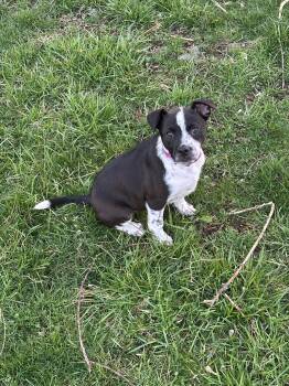 American Staffordshire Terrier and Terrier Dogs Available for Adoption - Pepper The Staffie Puppy | PetCurious