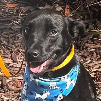 Griffin (20260828-04) -  Black Labrador Retriever Dog for Adoption in Niagara Falls, Ontario - Griffin (20260828-04) | PetCurious