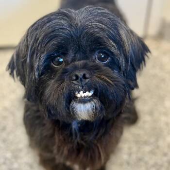 Shih Tzu Dogs Available for Adoption in Hondo, Texas - Shadow - The Cutest Underbite You