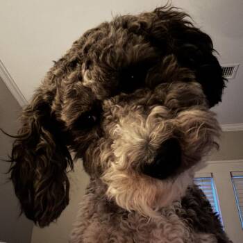 Wyatt Jameson (Oliver) -  Poodle and Standard Poodle Dog for Adoption in Houston, Texas - Wyatt Jameson (Oliver) | PetCurious