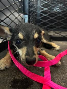 Paquito Del Barrio -  Chihuahua Dog for Adoption in Hobbs, New Mexico - Paquito Del Barrio | PetCurious