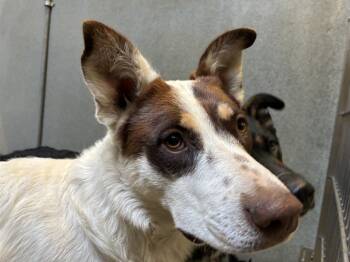 Rescue Australian Kelpie and Mixed Breed Dogs for Adoption in Rancho Cucamonga, California - ASTRID | PetCurious