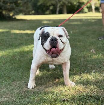 Rescue American Bulldog Dogs for Adoption in Springfield, Illinois - Winston | PetCurious