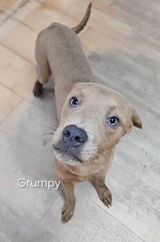 Rescue Labrador Retriever and Terrier Dogs for Adoption in Clinton, Maine - Grumpy | PetCurious