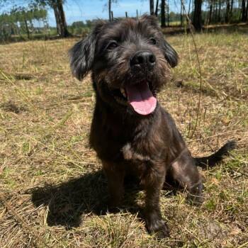 Rowdy -  Schnauzer and Mixed Breed Dog for Adoption in Smithfield, North Carolina - Rowdy | PetCurious