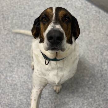 Rescue Foxhound and Mixed Breed Dogs for Adoption in Great Falls, Montana - Pluto | PetCurious