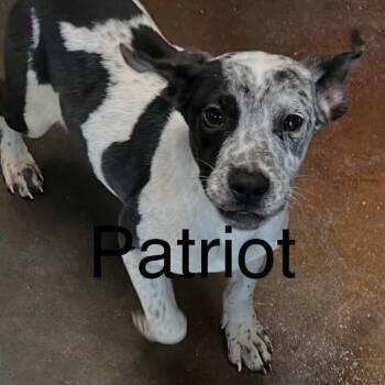 Rescue Cattle Dog and Mountain Cur Dogs for Adoption in Rockaway, New Jersey - Poppet's Patriot Louisiana | PetCurious