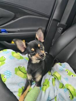 Chihuahua Dogs Available for Adoption - Splinter 2037 | PetCurious