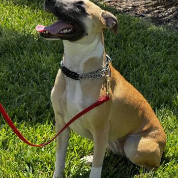 Black Mouth Cur and Terrier Dogs Available for Adoption in Fort Myers Beach, Florida - Sweet Personality!! | PetCurious