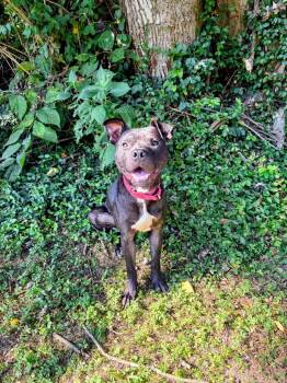 Dee -  Pit Bull Terrier Dog for Adoption in Maysville, Kentucky - Dee | PetCurious