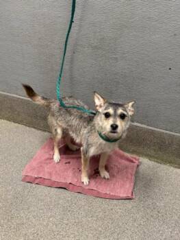 Terrier Dogs Available for Adoption - SNUGGLE BUNNY | PetCurious