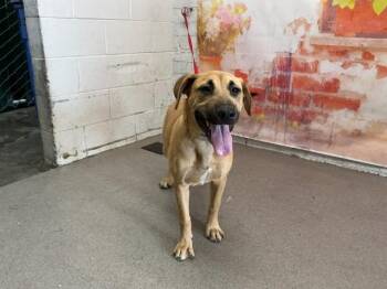GAYLE -  Pit Bull Terrier and German Shepherd Dog Dog for Adoption in San Bernardino, California - GAYLE | PetCurious