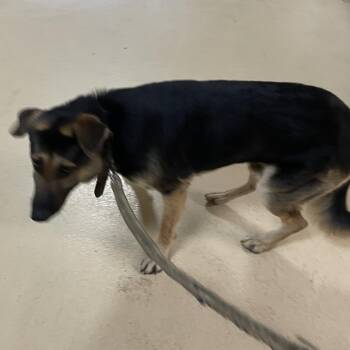 Ace -  German Shepherd Dog Dog for Adoption in Winston-salem, North Carolina - Ace | PetCurious