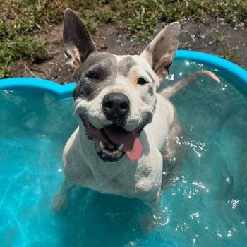 Rescue Bull Terrier and Australian Cattle Dog Blue Heeler Dogs for Adoption in Willis, Texas - Mona | PetCurious
