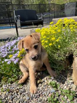 Yorkshire Terrier and Poodle Dogs Available for Adoption in Springville, New York - Mocha | PetCurious