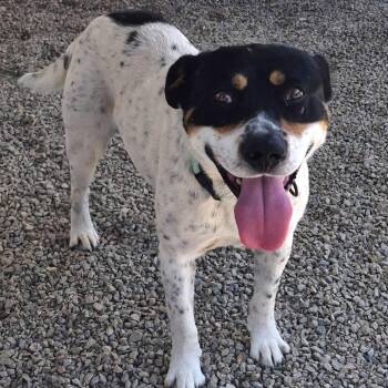 Maestro -  Cattle Dog and Mixed Breed Dog for Adoption in Kanab, Utah - Maestro | PetCurious