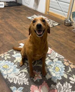 Jane- sweet mamma -  Labrador Retriever and Beagle Dog for Adoption in Ocean Township, New Jersey - Jane- Sweet Mamma | PetCurious