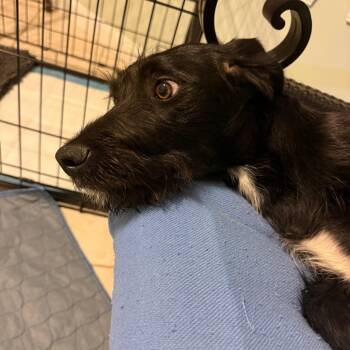 Poodle and Mixed Breed Dogs Available for Adoption - Reign | PetCurious