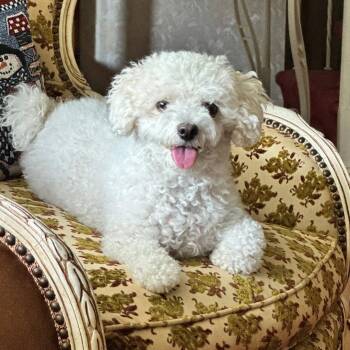 Bichon Frise Dogs Available for Adoption in Maple Shade, New Jersey - Ambrosia | PetCurious