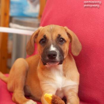 Leigh -  Mixed Breed Dog Available for Adoption in Ridgefield, Connecticut - Leigh | PetCurious