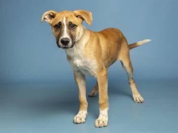 Australian Shepherd Dogs Available for Adoption in Phoenix, Arizona - LUCKY | PetCurious