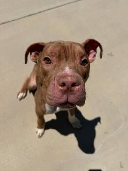 Pit Bull Terrier Dogs Available for Adoption in Johnson City, Tennessee - Bubbs | PetCurious