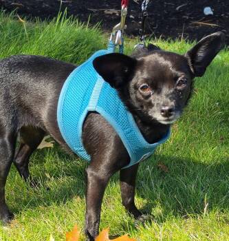 Nala -  Chihuahua Dog for Adoption in Seattle, Washington - Nala | PetCurious