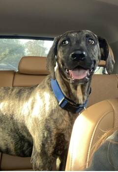Plott Hound Dogs Available for Adoption - Bobo-2 WA14241-T | PetCurious