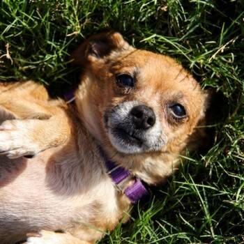 Mrs. Potato Head -  Chihuahua and Mixed Breed Dog for Adoption in Boerne, Texas - Mrs. Potato Head | PetCurious
