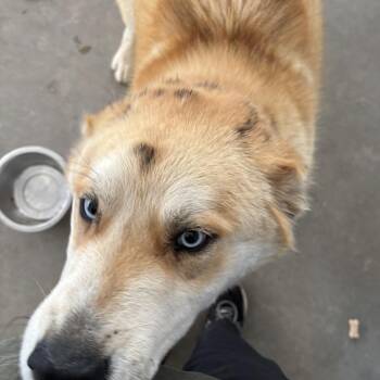 Bluey -  Husky Dog for Adoption in Taos, New Mexico - Bluey | PetCurious