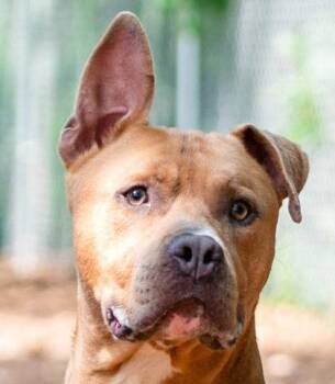 Mixed Breed Dogs Available for Adoption - Scooby | PetCurious