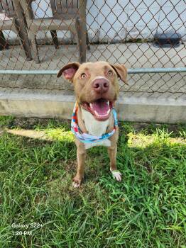 Rescue Pit Bull Terrier Dogs for Adoption in Eagle, Idaho - Piano **Courtesy Post. Out Of Town Pet. See Below For Details** | PetCurious