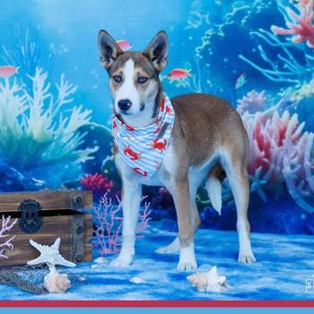 Mixed Breed Dogs Available for Adoption in Midland, Texas - FWT Bambi | PetCurious