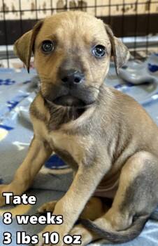 Tatteo -  Labrador Retriever and German Shepherd Dog Dog for Adoption in Bull Valley, Illinois - Tatteo | PetCurious