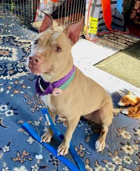 Rescue Terrier Dogs for Adoption in New York, New York - JULIE | PetCurious