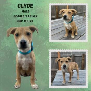 Beagle and Labrador Retriever Dogs Available for Adoption - Clyde | PetCurious