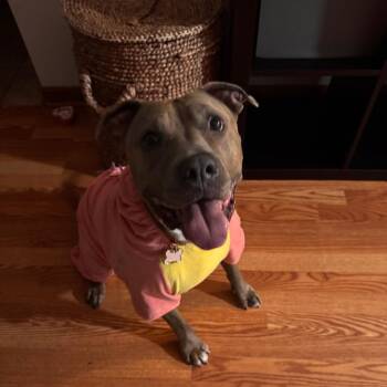 Blue -  Pit Bull Terrier Dog for Adoption in Chicago, Illinois - Blue | PetCurious