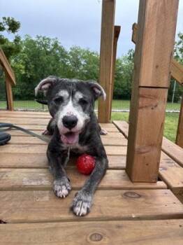 Sterling -  Pit Bull Terrier and Mixed Breed Dog for Adoption in Kansas City, Missouri - Sterling | PetCurious