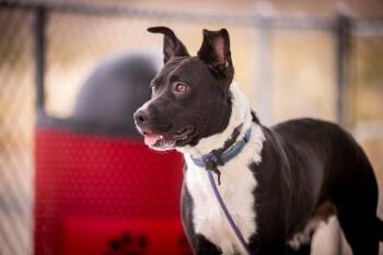 Australian Cattle Dog Blue Heeler and Pit Bull Terrier Dogs Available for Adoption in Twentynine Palms, California - Lil Old Lady | PetCurious
