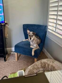 RORY -  Terrier and Parson Russell Terrier Dog for Adoption in Milton, Georgia - RORY | PetCurious