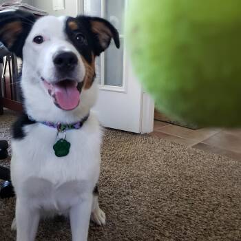 Sydney 1090 -  Border Collie Dog for Adoption in Lucas, Texas - Sydney 1090 | PetCurious