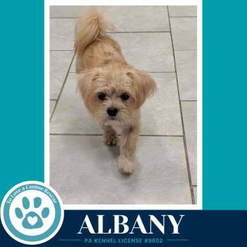 Albany 100326 -  Shih Tzu Dog for Adoption in Kimberton, Pennsylvania - Albany 100326 | PetCurious