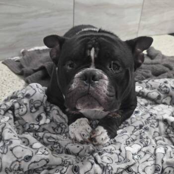 Big Roscoe (Boscoe) -  English Bulldog Dog for Adoption in Muncie, Indiana - Big Roscoe (Boscoe) | PetCurious
